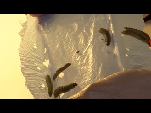 Galleria mellonella - a plastic-eating caterpillar