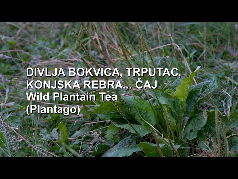 Divlja bokvica, Trputac, Konjska rebra čaj | Wild Plantain Tea (Plantago) - (4K)