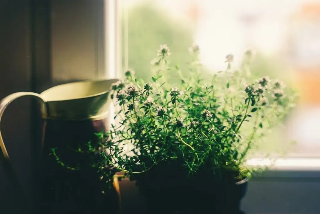 rastlina na okenski polici