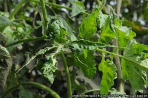 Zvijanje listov paradižnika kot posledica okužbe s ToBRFV