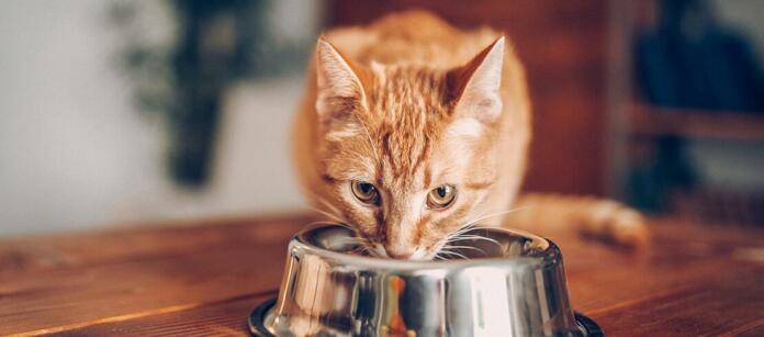 Katere hrane mačke NE smejo jesti?
