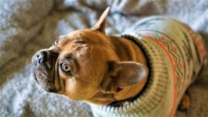 kuža pulover pes
