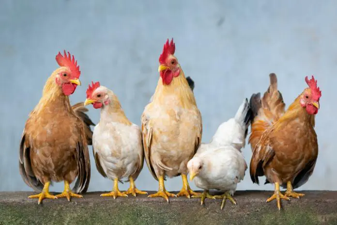 Konec gojenja domačih kokoši za samooskrbo