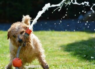 dog, garden, terrier
