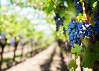 Opozorilo vinogradnikom glede zatiranja škodljivcev