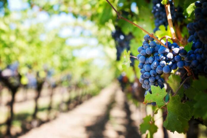 Opozorilo vinogradnikom glede zatiranja škodljivcev