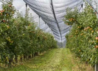 Zaščita pred točo: bodite pripravljeni orchard, hail net, protection
