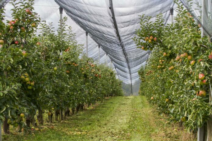 orchard, hail net, protection