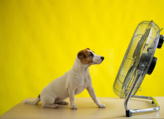 Tako preprečite, da bo psu prevroče A small cute dog sits on a table in front of a large electric fan on a yellow background. Jack Russell Terrier is chilling on a hot summer day. Cold breeze