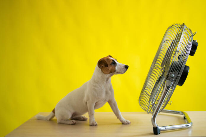 A small cute dog sits on a table in front of a large electric fan on a yellow background. Jack Russell Terrier is chilling on a hot summer day. Cold breeze