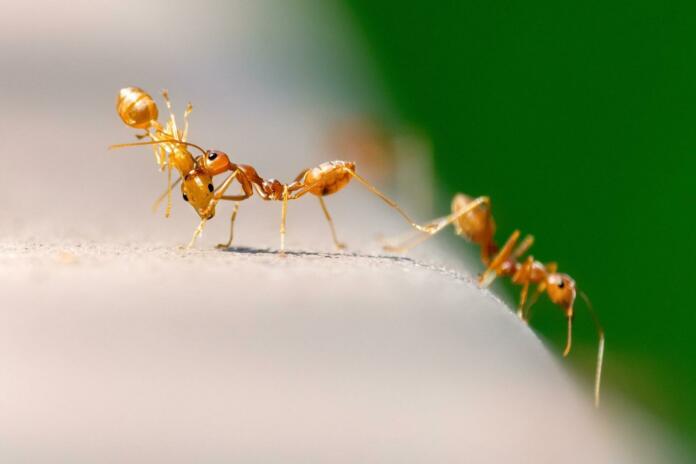 ants, nature, insect