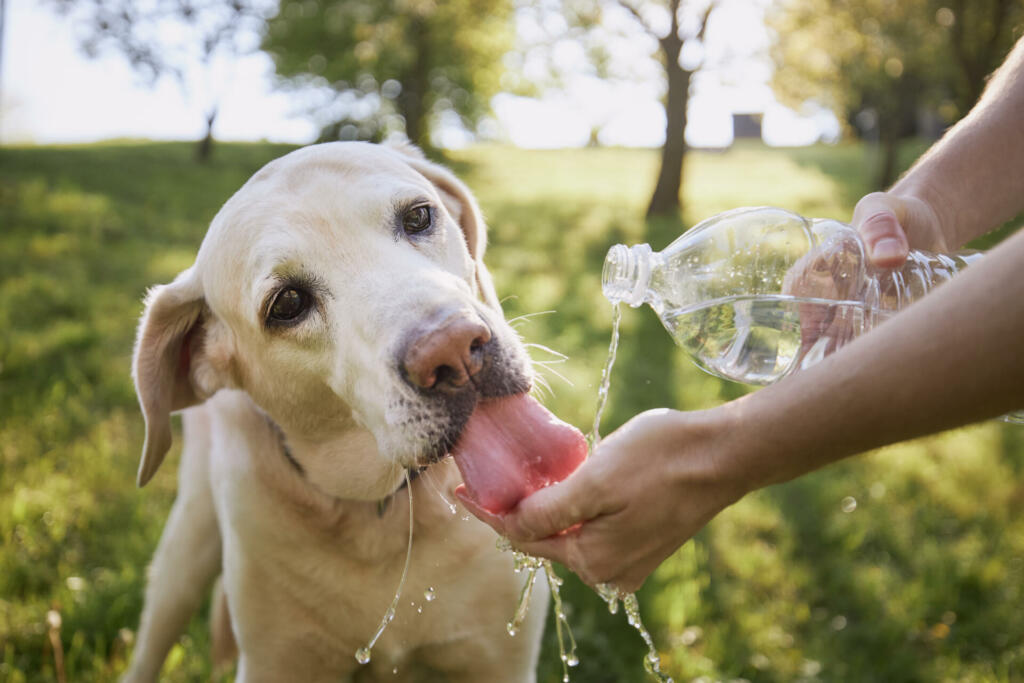Dog drinking water from plastic bottle. Pet owner takes care of his labrador retriever during hot sunny day."t"n