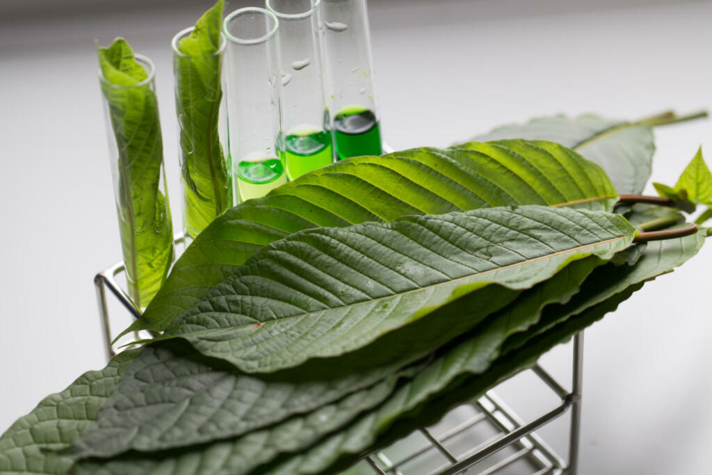 Science Research leaves of Mitragyna speciosa (kratom) and Chemical analysis in Lab.