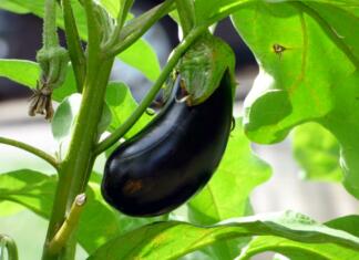 vegetable, aubergine, food