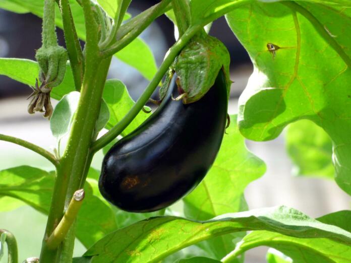 vegetable, aubergine, food