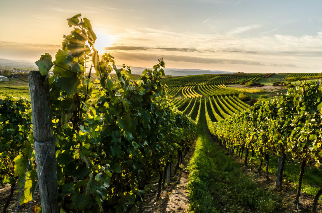Vines of a vineyard near Horrweiler and Bingen in Rheinhessen at sunset