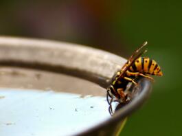 wasp, insect, drinking water