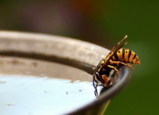 wasp, insect, drinking water