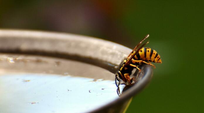 wasp, insect, drinking water