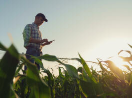 Young farmer working in a cornfield, inspecting and tuning irrigation center pivot sprinkler system on smartphone.