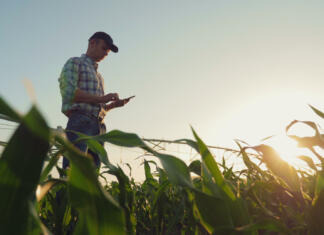 Subvencije delodajalcem za zelena delovna mesta Young farmer working in a cornfield, inspecting and tuning irrigation center pivot sprinkler system on smartphone.