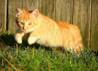 Skrb za trato jeseni cat, leap, fall