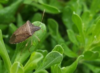 Kako ukrepati proti smrdljivcem? bug, stink bug, brown stink bug