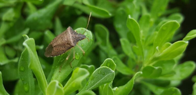 bug, stink bug, brown stink bug