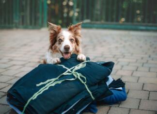 Tekstilni odpadki s srhljivo statistiko: samo v Sloveniji 10.000 ton tekstilnih odpadkov v 2021 Odejice za živali, ki so nastale iz HOFERjevih odsluženih delovnih oblačil
