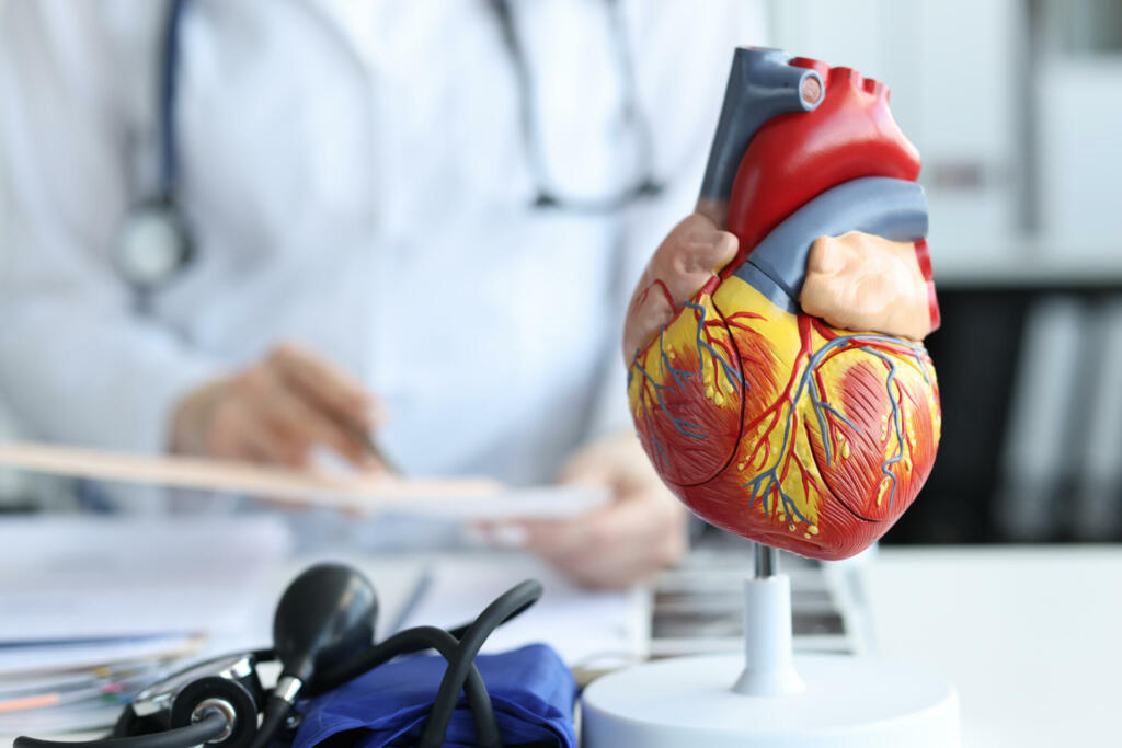 Plastični model srca na mizi, v ozadju stoji zdravnica