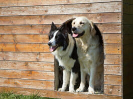 Border collie and Golden Retriever are standing at wooden doghouse.