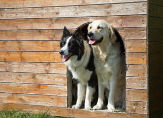 Kako narediti preprost pesjak? (VIDEO) Border collie and Golden Retriever are standing at wooden doghouse.