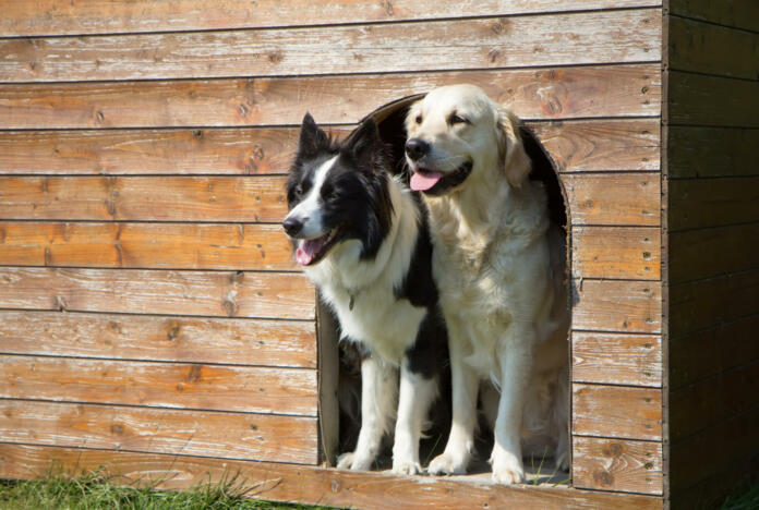 Border collie and Golden Retriever are standing at wooden doghouse.