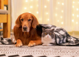 Vse, kar morate vedeti, če imate preprogo in hišne ljubljenčke Golden retriever and british shorthair lie on the rug together under a quilt