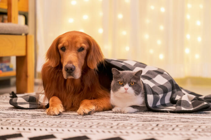 Golden retriever and british shorthair lie on the rug together under a quilt
