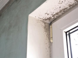 Mold growth. Mould spores thrive on moisture. Mold spores can quickly grow into colonies when exposed to water