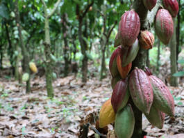 Healthy cocoa pods on cocoa tree colorful. Cocoa farms that are well catered for with abundant pods on each cocoa tree