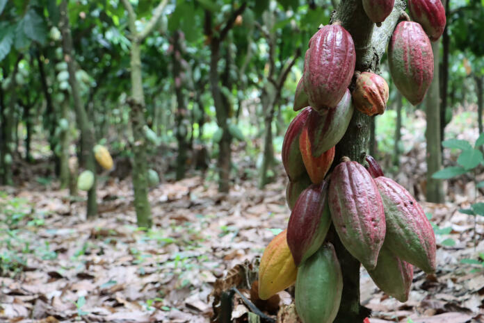 Healthy cocoa pods on cocoa tree colorful. Cocoa farms that are well catered for with abundant pods on each cocoa tree