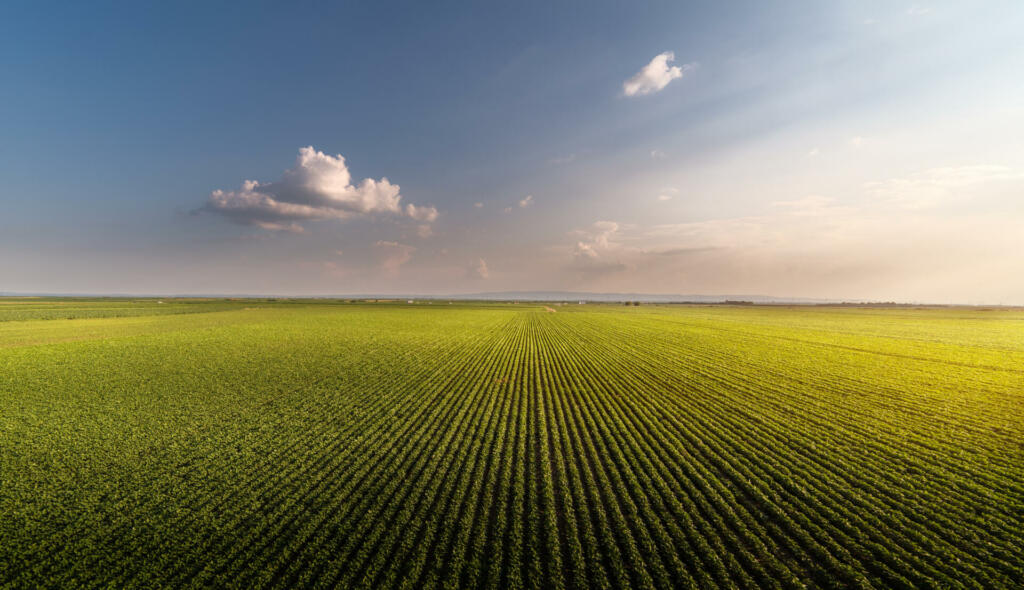 Soybean field ripening at spring season