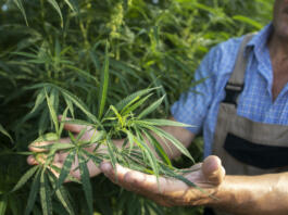 Growing cannabis or hemp plants for alternative medicine. Close up view of agronomist's hands checking plant quality.
