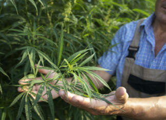 Konopljina izolacija vse bolj prisotna: Konoplja kot izolacijski material v gradbeništvu Konopoljina izolacija in konopolja kot izolacija v gradnji