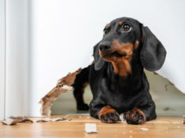 Naughty dachshund puppy was locked in room alone and chewed hole in door to get out. Poorly behaved pets spoil furniture and make mess in apartment.