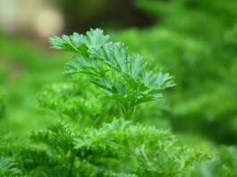 parsley, seasoning, salad