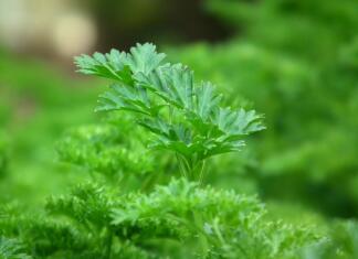 Peteršilj razglašen za najbolj strupeno rastlino – preverite, o čem je govora parsley, seasoning, salad