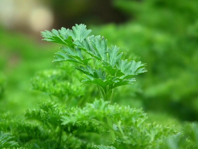 parsley, seasoning, salad