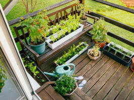 Various potted herbs and plants growing on home wood balcony in summer, small vegetable garden concept.