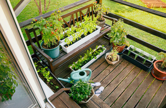 Various potted herbs and plants growing on home wood balcony in summer, small vegetable garden concept.