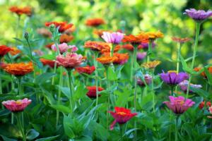 zinnia, flowers, summer