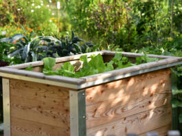 A raised bed of lettuce and vegetables in a garden