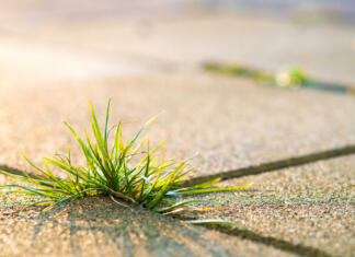 Kako se učinkovito znebiti plevela med tlakovci Closeup detail of weed green plant growing between concrete pavement bricks in summer yard.